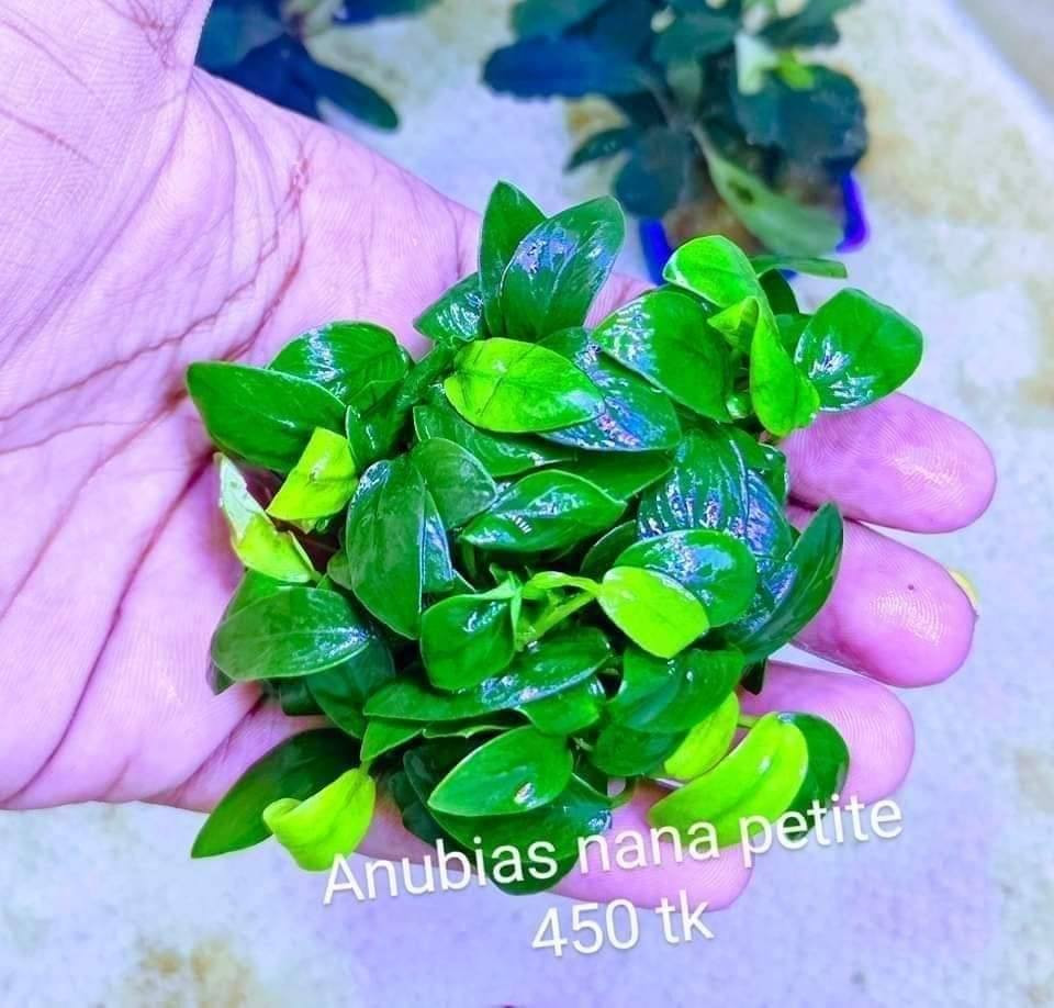 Anubias Nana Petite